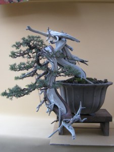 Needle Juniper After