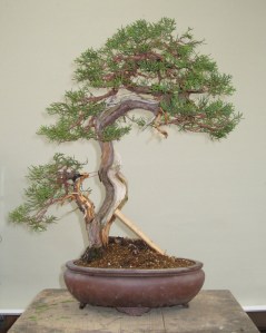 Juniper After