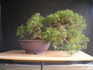 Juniper Before