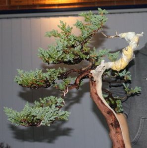 The foliage from the original front.