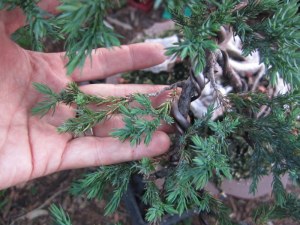 A leggy branch with tired looking foliage.