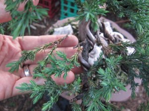 The branch cut back so the fresh shoot at its base can replace it.