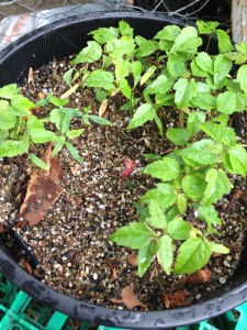 Trident Maple seedlings as germinated.