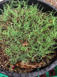 Japanese Black Pine seedlings as germinated.