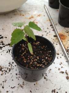 Potted up seedling