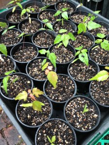 A tray of 30 seedlings. These seedlings need to re-establish and put on some growth before wiring.