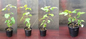 Wiring the seedlings.