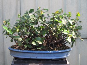 The central trunks became infested with borers so i removed them. This is the quince in full summer leaf.