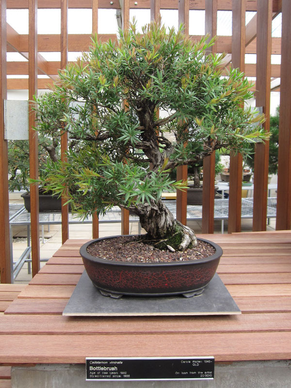 IMG_5603 | Nichigo Bonsai