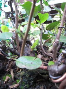 Some of the resulting budding