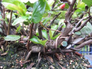 Some of the resulting budding