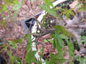 Thick twigs at the tips of the branches look heavy and take any idea of grace away from the branch structure.