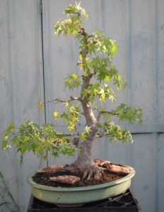 After the work. A little bare for now but the bones are all there to make a very nice tree in the future.