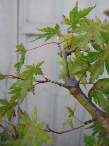 Another double paste cut.