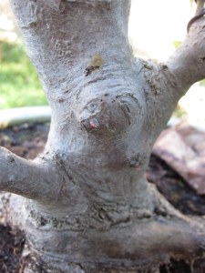 Some buds low down on the trunk on old wood. 