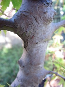 There are buds at the base of most branches or former branches.