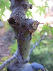 Buds at the base of a branch damaged by the falling gum tree branch.