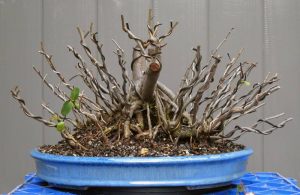 After the clumps first styling