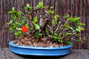 The first budding after styling