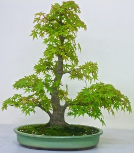 The maple, October 2012.