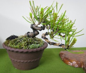 A Pine wired into an interesting shape.