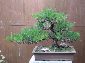 After a the needle plucking.