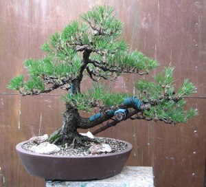 Needles removed revealing nice, new, short growth.