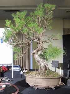 The red pine after some structural wiring.