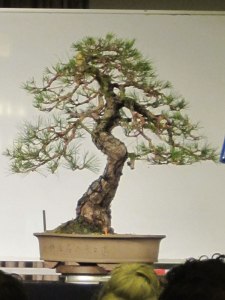 The finished Red pine demo tree.