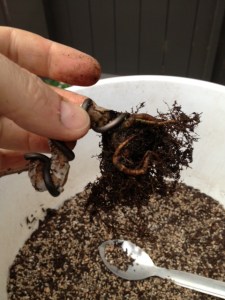 The roots were reduced accordingly.