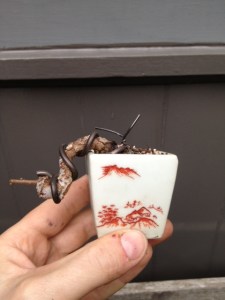 Potted up but before i trimmed the tie in wires.