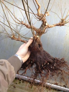 A trident slipped from the grow bed.
