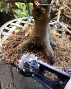 The arbortech and the faulty nebari in the back ground. You can see the two verticle scars from last attempt.