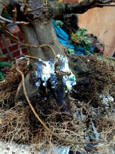 The bendy seedlings are care of a project i started last year.