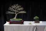 IMG_4904 (2)