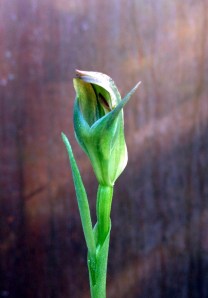 Close up they are very pretty.