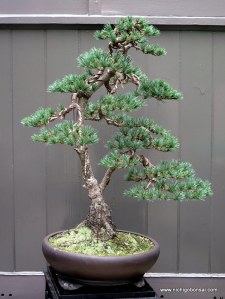 After some trimming, needle work and re-setting of foliage.