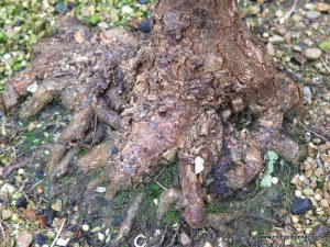 After removing one root, can you see where it came from?