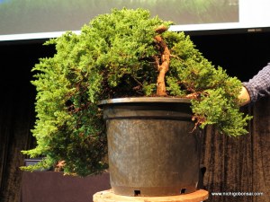 The mound of juniper.