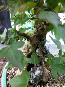 A wound and a grafted branch.