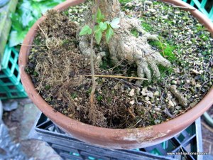 Seedling planted in the same pot.