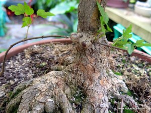 Approach grafting new foliage.
