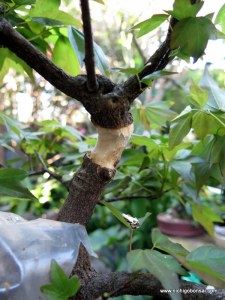 The cut made and scraped clean.