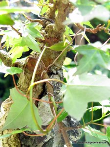 The shoot on the bottom left is bent up to under the apex where it has been approach grafted into the trunk.