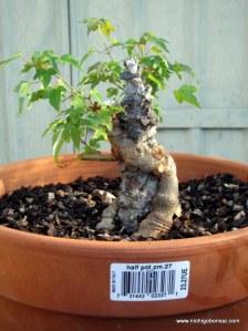 This is how i recieved the tree (althought i think for this photo i had just cut off a number of long branches)