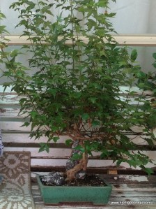 The tree as I recieved it