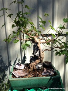 After first cutback.