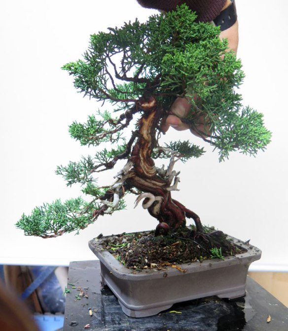 kishu | Nichigo Bonsai