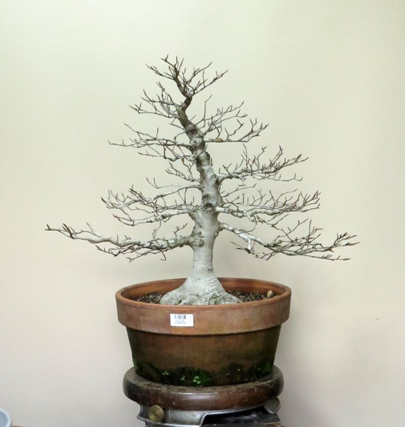 Fagus Crenata | Nichigo Bonsai