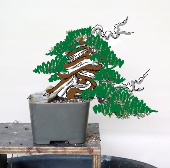 Australia Bonsai | Nichigo Bonsai | Page 3